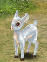 Little White Deer